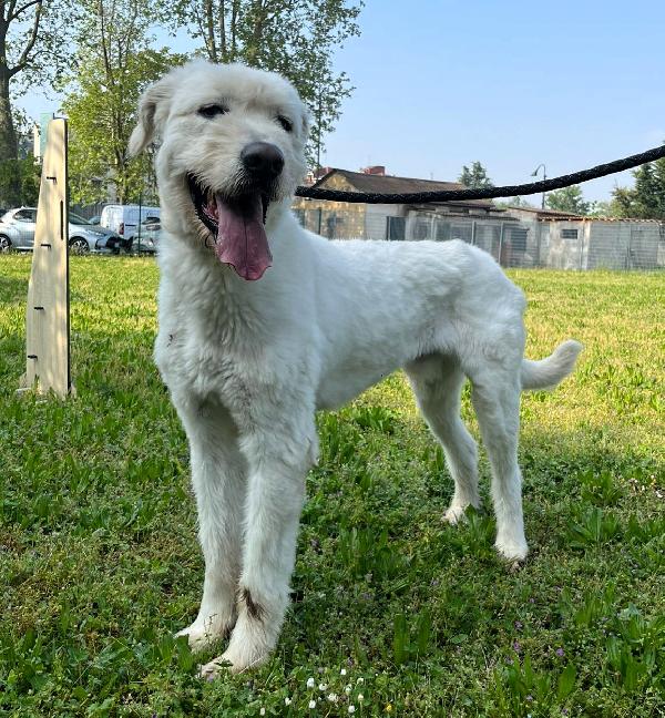 BELLE BELLISSIMO MAREMMANO Foto 5